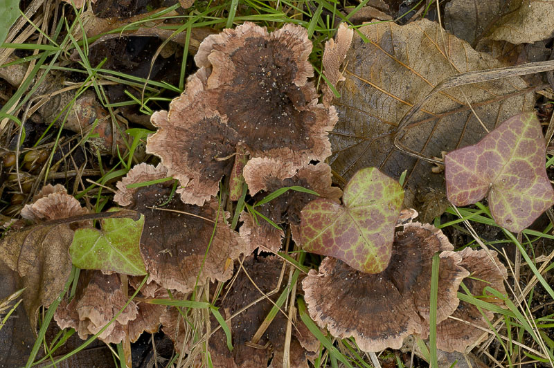 Hydnellum concrescens